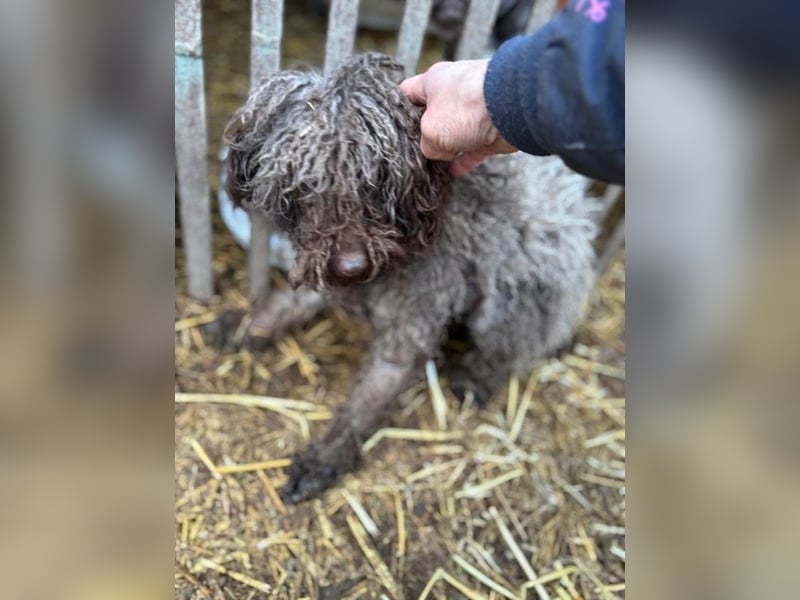 Lolka PP – Hübsche Hundedame möchte wieder Vertrauen!