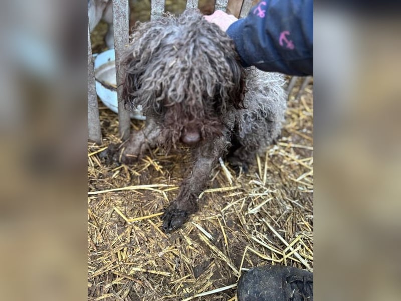 Lolka PP – Hübsche Hundedame möchte wieder Vertrauen!