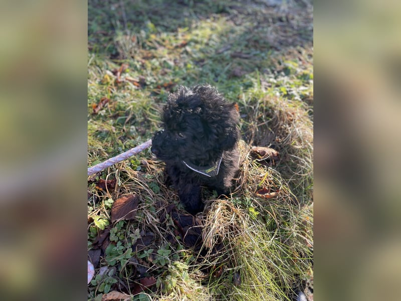 Kleine Toypudel Hündin