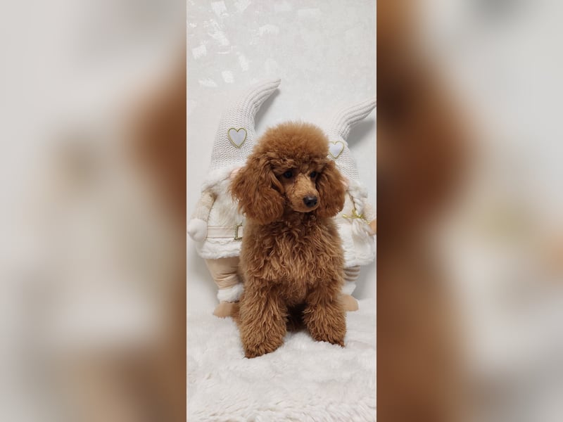 Toypudel/Zwergpudel mit Pedigree Ahnentafel