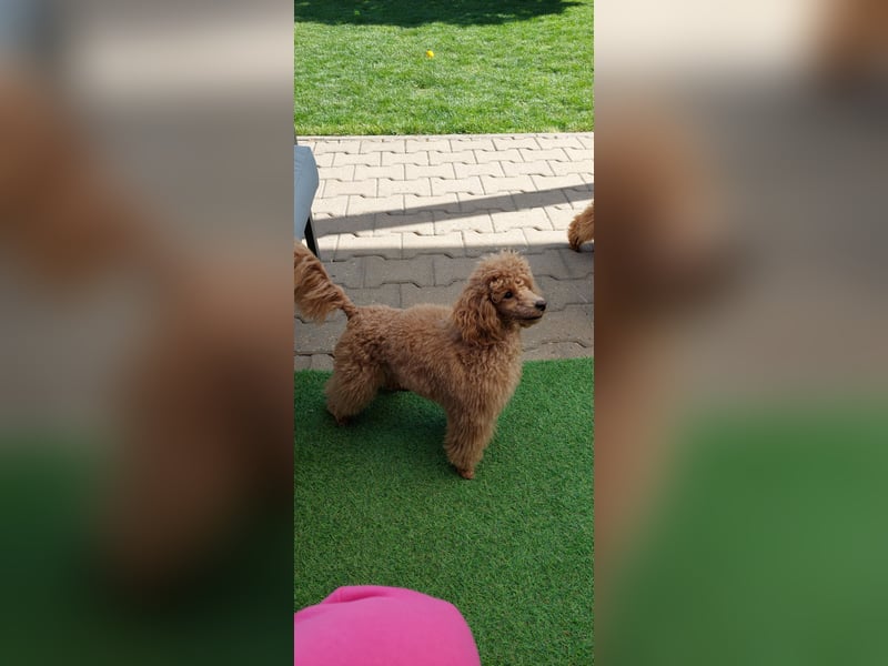 Toypudel/Zwergpudel mit Pedigree Ahnentafel