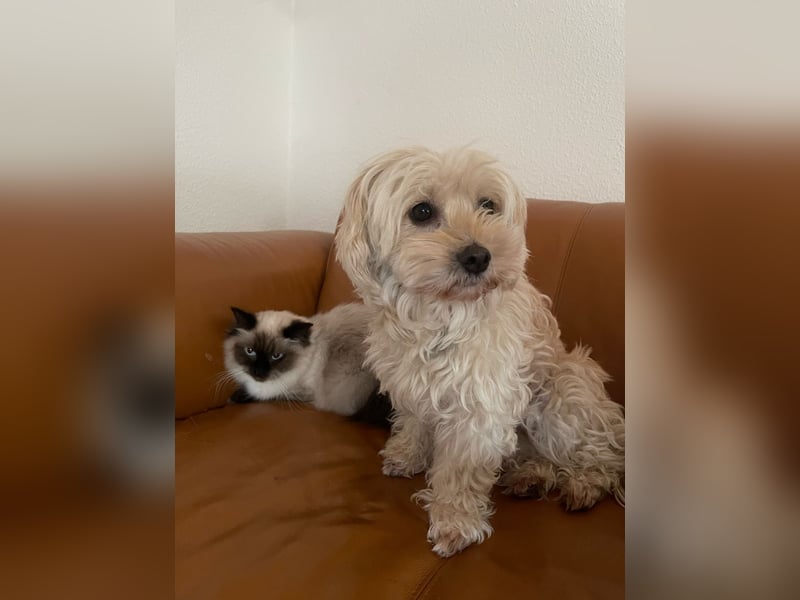 Ein Traumpaar sucht Traumzuhause !!!