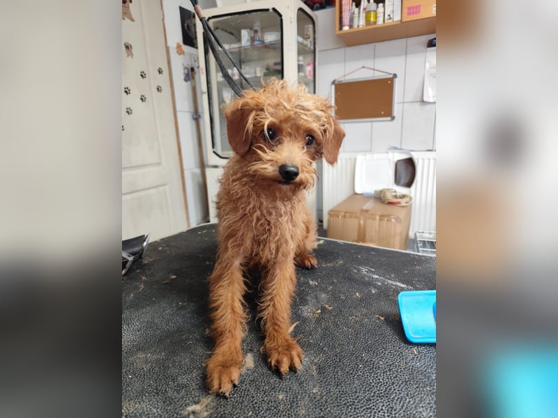 Honey PP - Sensible Pudeldame sucht liebevolles Zuhause oder Pflegestelle