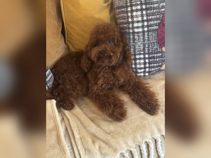 Pudel sehr kleine Pudel Asiatische Linie  Schosshund