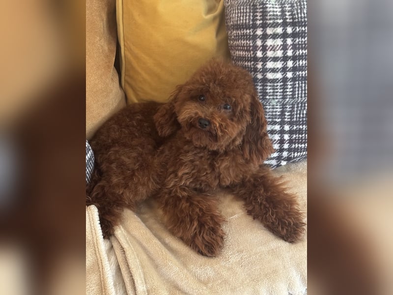 Pudel sehr kleine Pudel Asiatische Linie  Schosshund