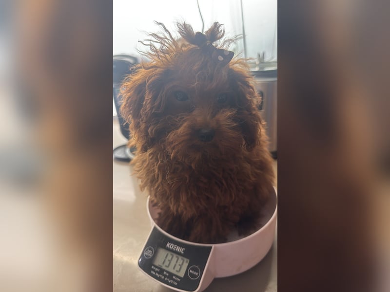 Pudel sehr kleine Hündin Asiatische Linie  Schosshund