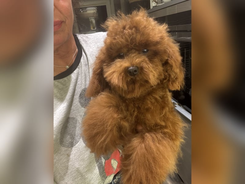 Pudel sehr kleine Pudel Asiatische Linie  Schosshund