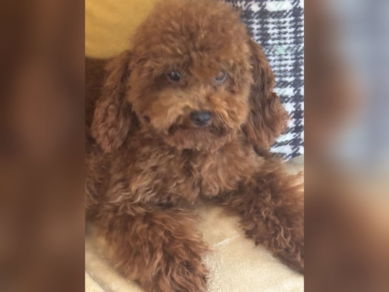 Pudel sehr kleine Pudel Asiatische Linie  Schosshund