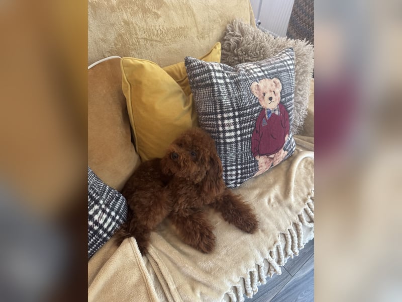 Pudel sehr kleine Pudel Asiatische Linie  Schosshund
