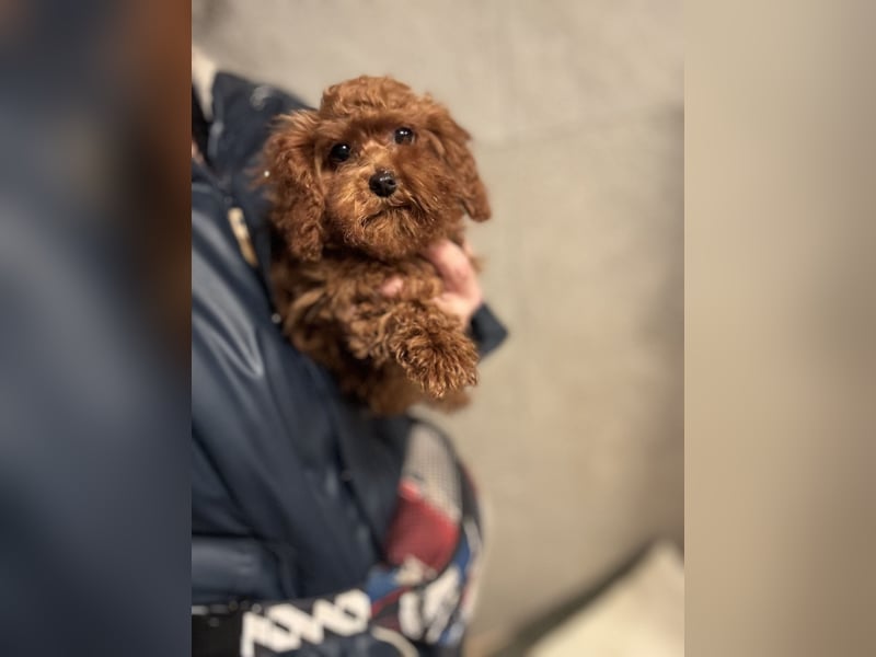 Pudel sehr kleine Hündin Asiatische Linie  Schosshund