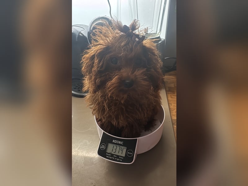 Pudel sehr kleine Hündin Asiatische Linie  Schosshund