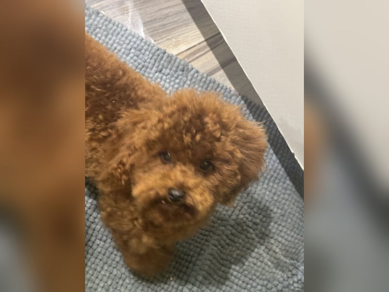 Pudel sehr kleine Hündin Asiatische Linie  Schosshund