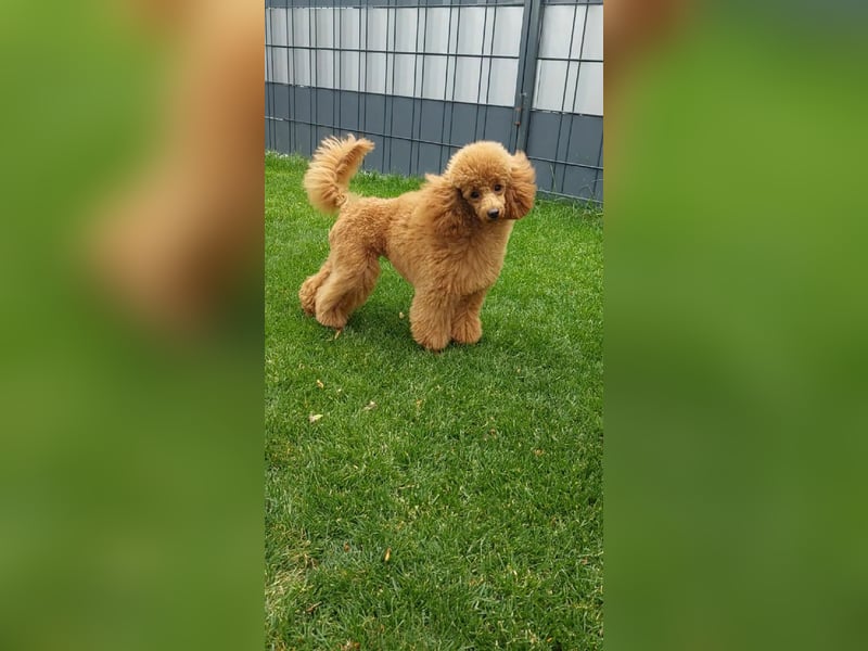 Toypudel/Zwergpudel mit Pedigree Ahnentafel