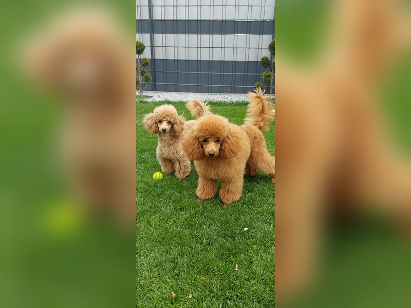 Toypudel/Zwergpudel mit Pedigree Ahnentafel