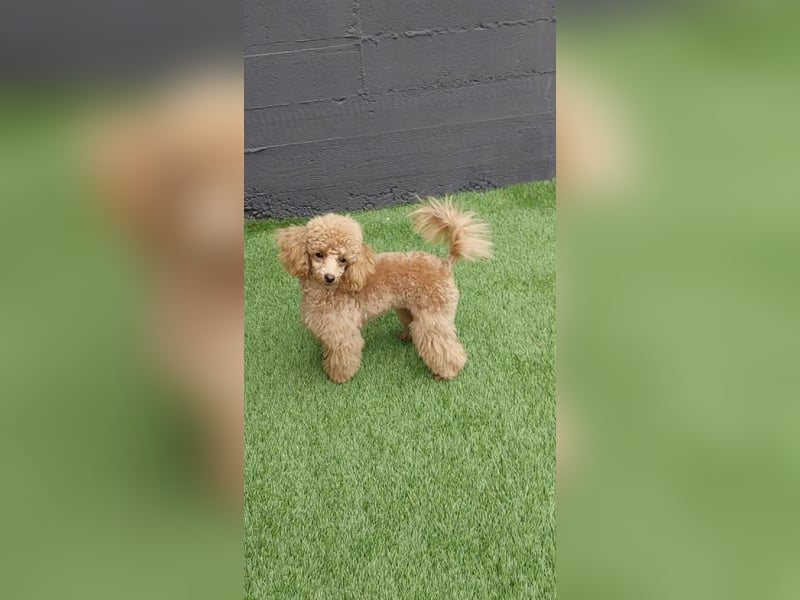 Toypudel/Zwergpudel mit Pedigree Ahnentafel