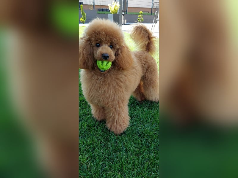 Toypudel/Zwergpudel mit Pedigree Ahnentafel