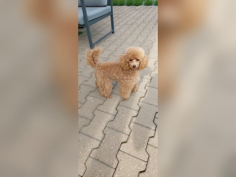 Toypudel/Zwergpudel mit Pedigree Ahnentafel