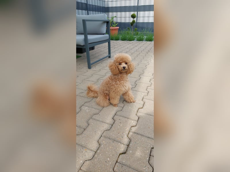 Toypudel/Zwergpudel mit Pedigree Ahnentafel