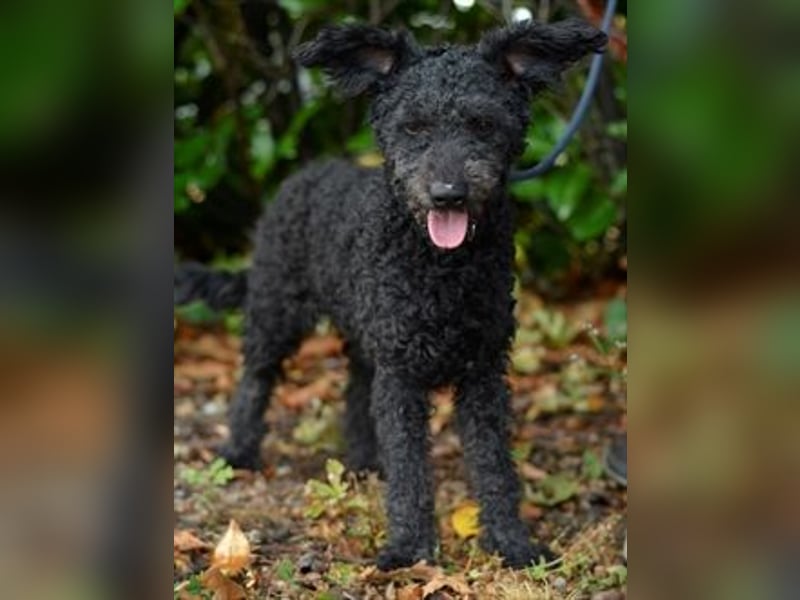 Pudeldame Lotte sucht ein liebes Zuhause