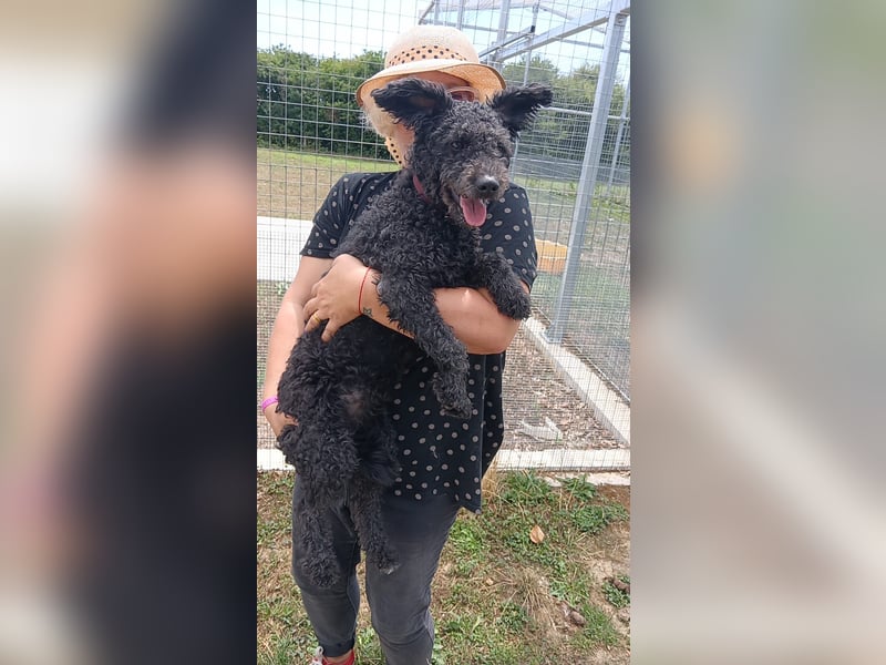 Pudeldame Lotte sucht ein liebes Zuhause