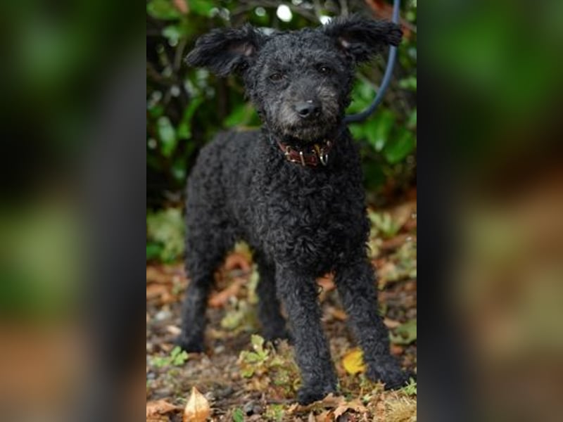 Pudeldame Lotte sucht ein liebes Zuhause