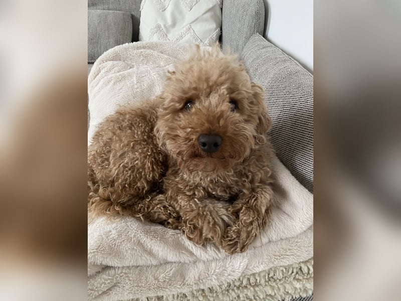 Deckrüde Toypudel Zwergpudel Willi