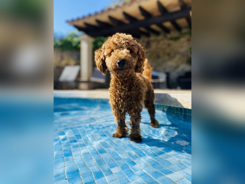 Deckrüde Toypudel Zwergpudel Willi