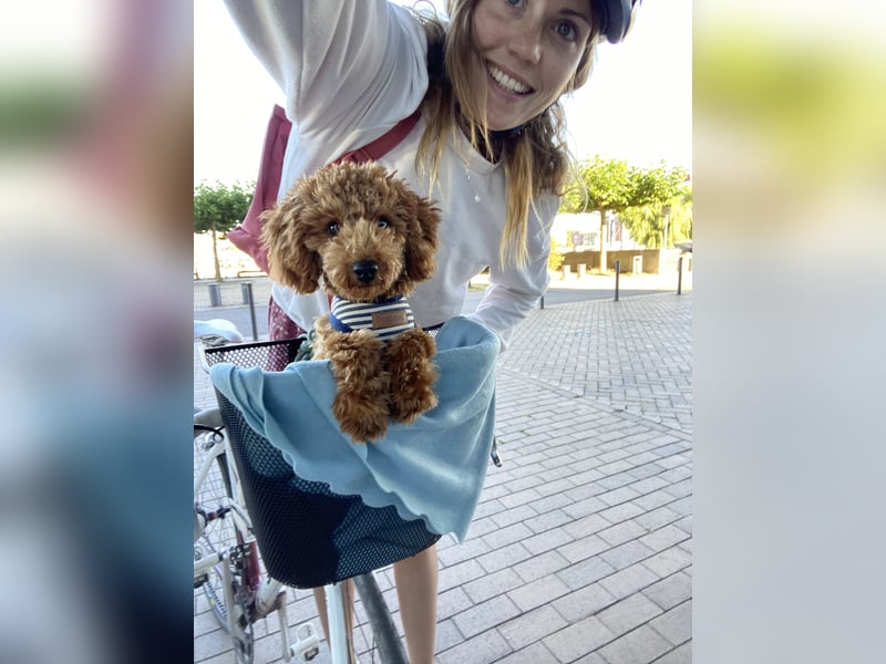 Deckrüde Toypudel Zwergpudel Willi