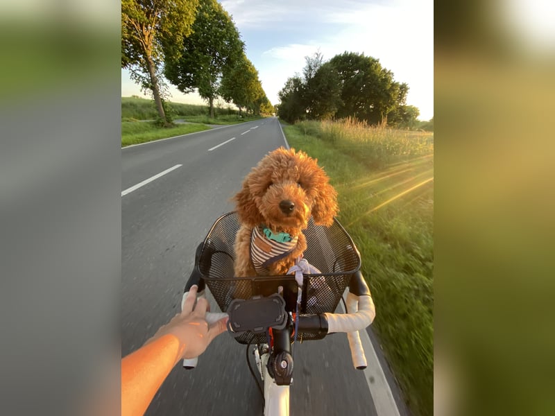 Deckrüde Toypudel Zwergpudel Willi