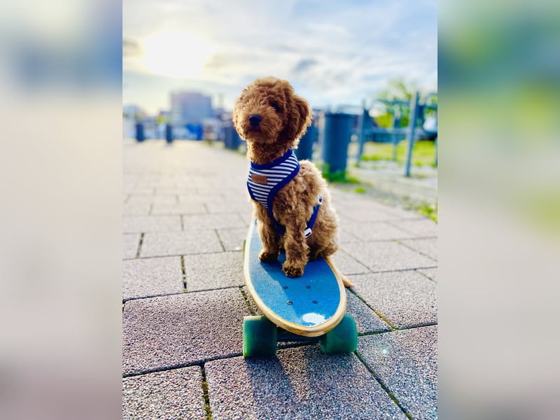 Deckrüde Toypudel Zwergpudel Willi