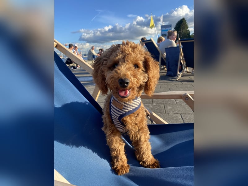 Deckrüde Toypudel Zwergpudel Willi