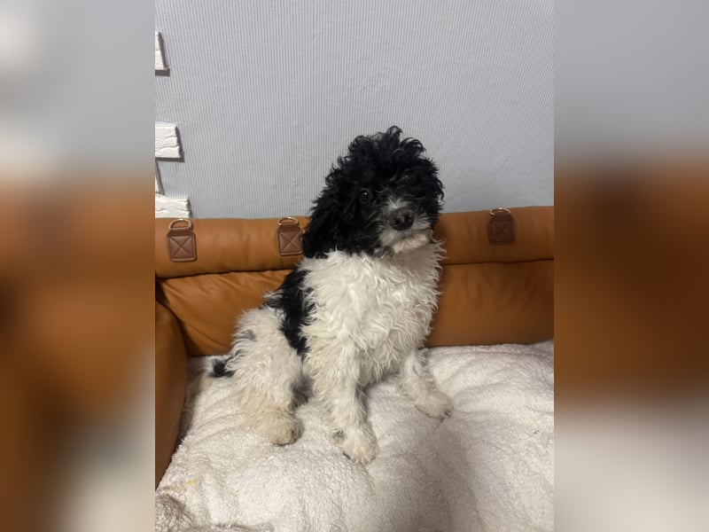 Wasserhund Pudel Malteser Mix Gizmo