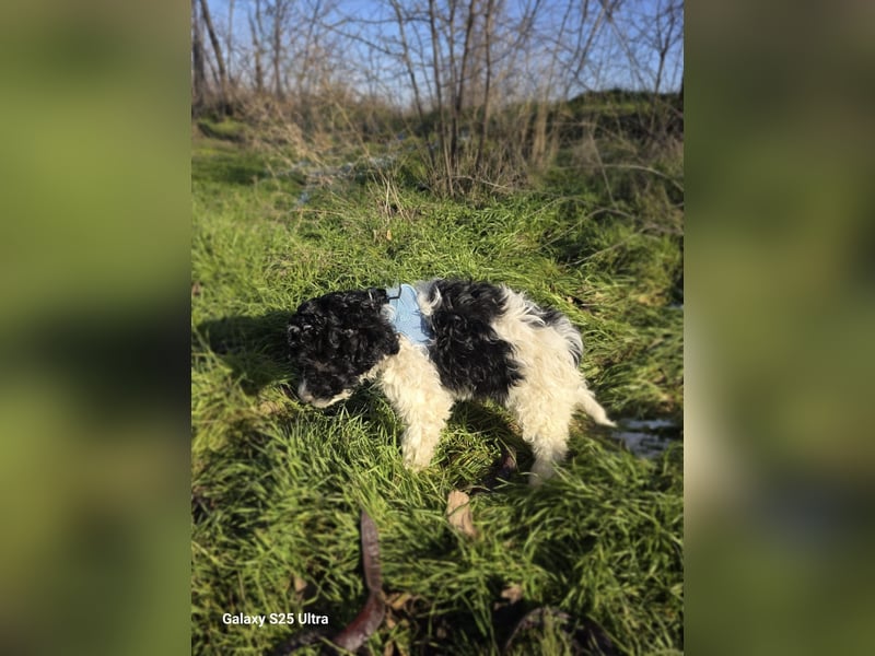 Pudel Malteser Mix Gismo sucht ein Zuhause