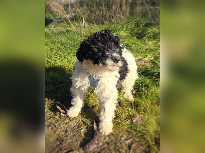 Pudel Malteser Mix Gismo sucht ein Zuhause