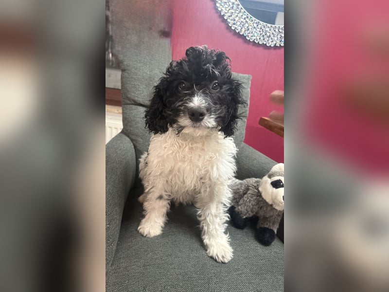 Wasserhund Pudel Malteser Mix Gizmo