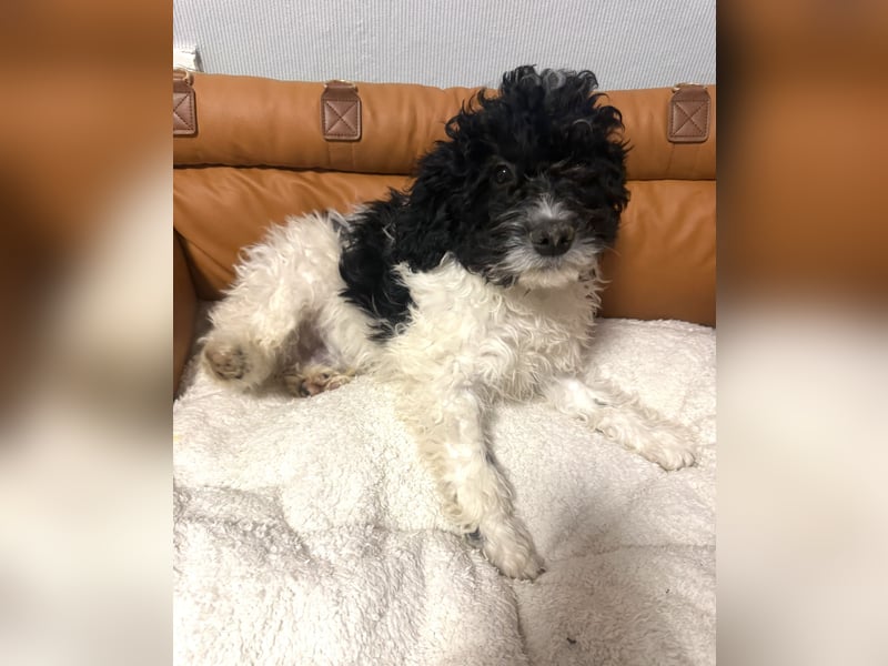 Wasserhund Pudel Malteser Mix Gizmo