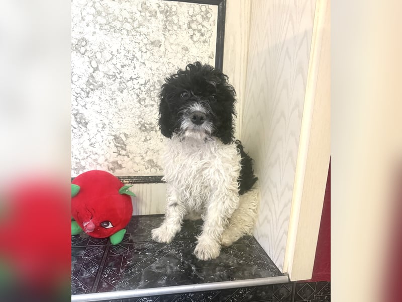 Wasserhund Pudel Malteser Mix Gizmo