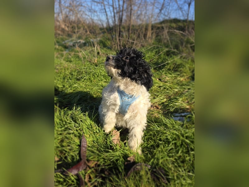 Pudel Malteser Mix Gismo sucht ein Zuhause