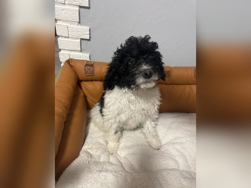 Wasserhund Pudel Malteser Mix Gizmo