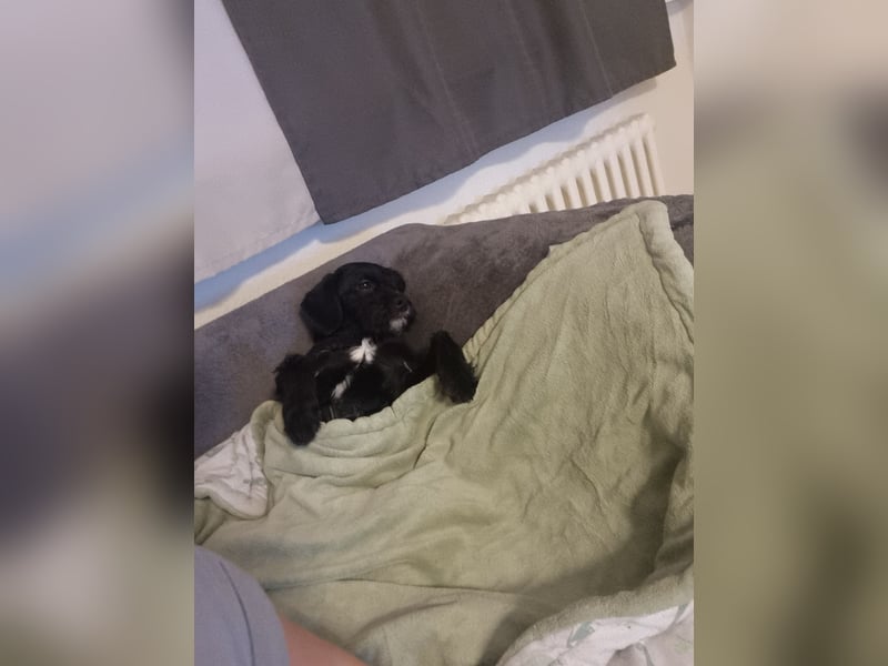 Muss meine Hündin leider abgeben