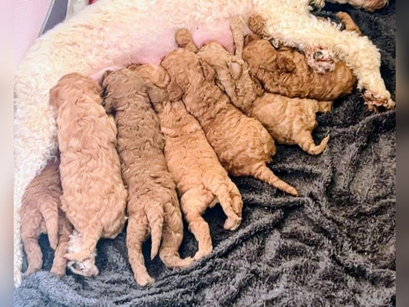 Deckrüde Kleinpudel, Laboklin getestet, rot, vererbt auch tan bzw. loh, Intern. Champion