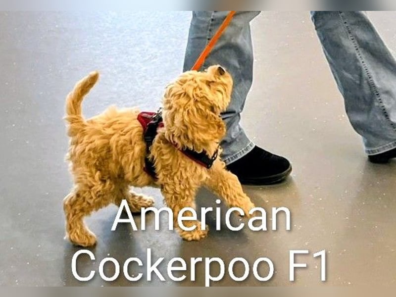 Deckrüde Kleinpudel, Laboklin getestet, rot, vererbt auch tan bzw. loh, Intern. Champion