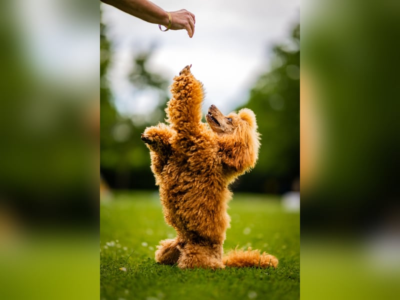 Deckrüde Kleinpudel Zwergpudel, Laboklin getestet, rot, vererbt auch tan bzw. loh, Intern. Champion