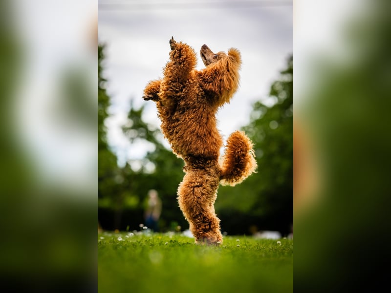 Deckrüde Kleinpudel Zwergpudel, Laboklin getestet, rot, vererbt auch tan bzw. loh, Intern. Champion