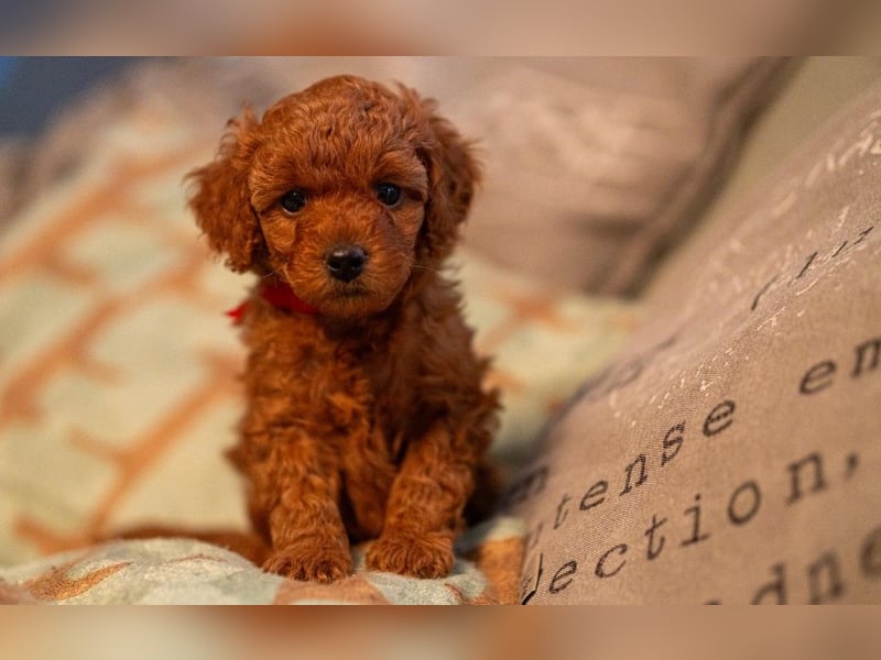 Deckrüde Kleinpudel, Laboklin getestet, rot, vererbt auch tan bzw. loh, Intern. Champion