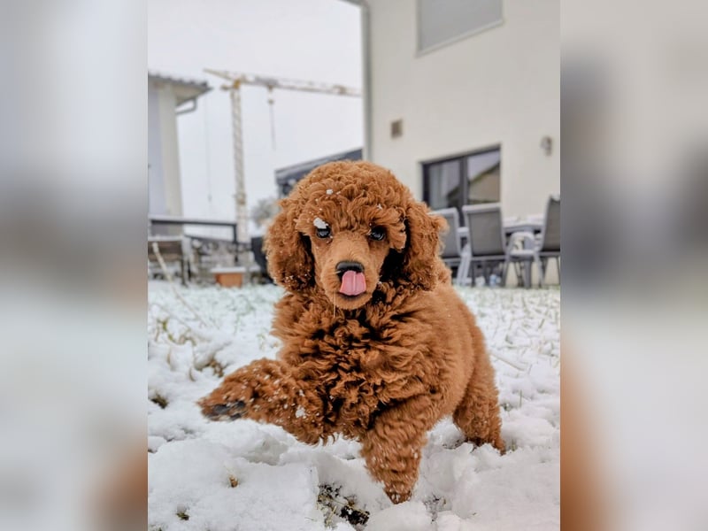 Deckrüde Kleinpudel, Laboklin getestet, rot, vererbt auch tan bzw. loh, Intern. Champion