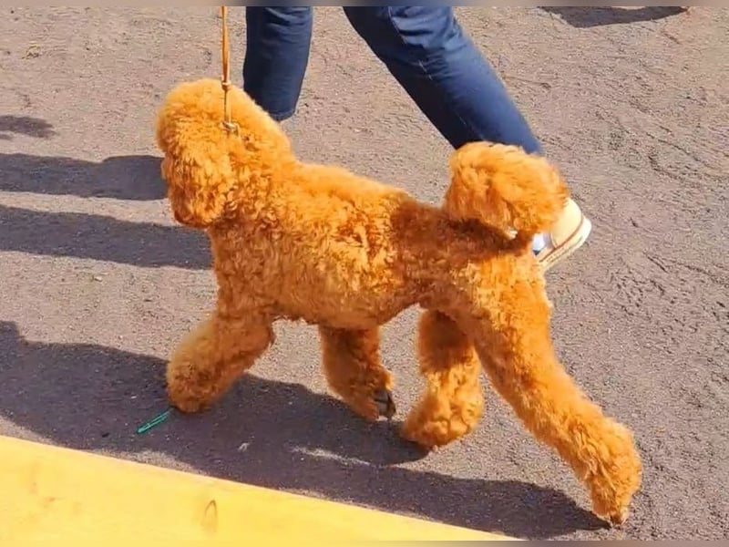 Deckrüde Kleinpudel Zwergpudel, Laboklin getestet, rot, vererbt auch tan bzw. loh, Intern. Champion