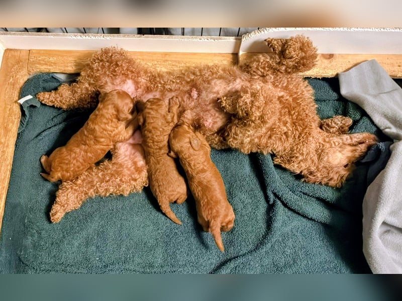 Deckrüde Kleinpudel, Laboklin getestet, rot, vererbt auch tan bzw. loh, Intern. Champion