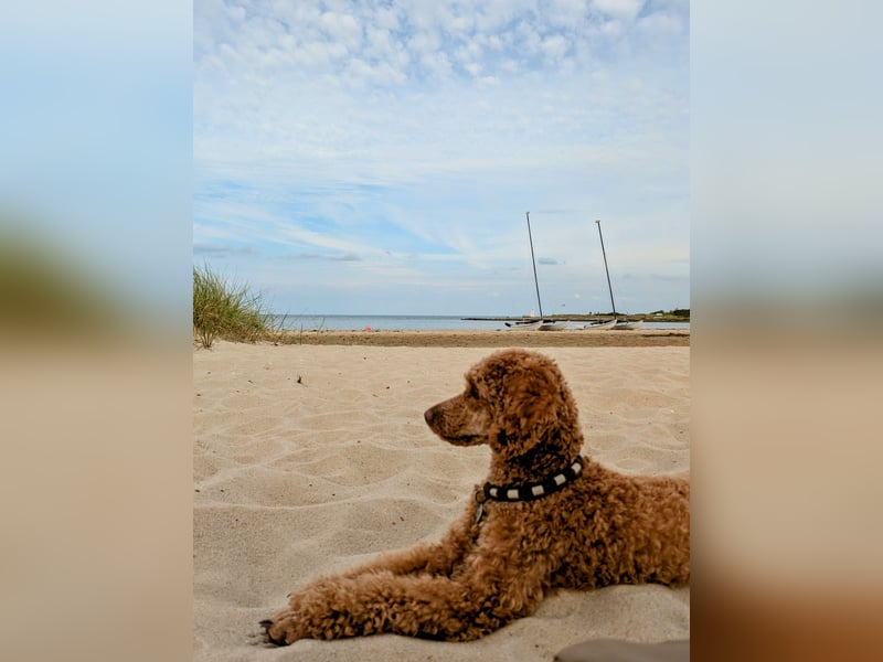 Deckrüde Kleinpudel Zwergpudel, Laboklin getestet, rot, vererbt auch tan bzw. loh, Intern. Champion
