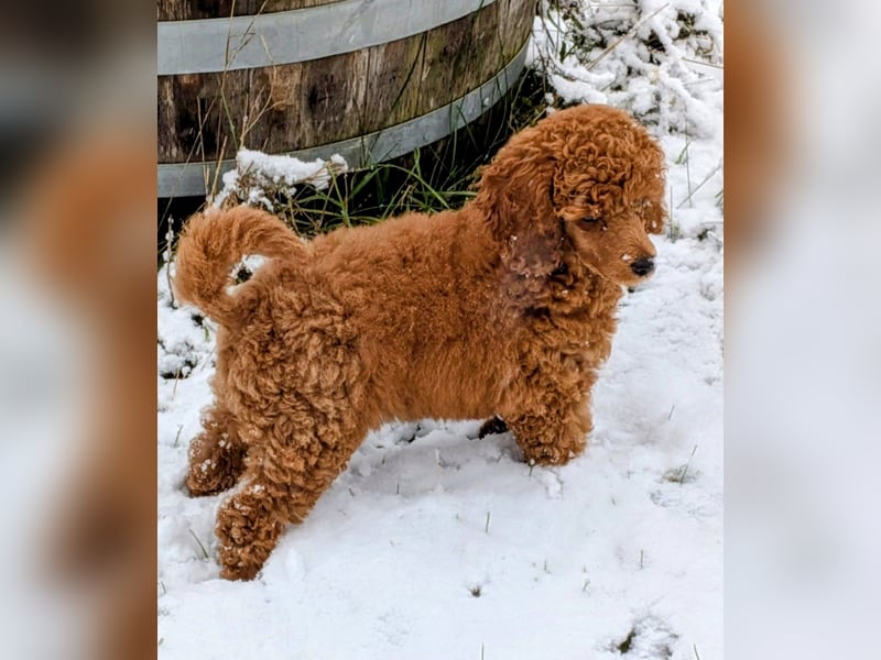 Deckrüde Kleinpudel, Laboklin getestet, rot, vererbt auch tan bzw. loh, Intern. Champion